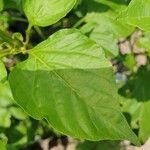 Capsicum baccatum Leaf