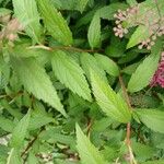 Spiraea japonica Ліст