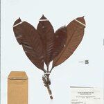 Pouteria campanulata Листок