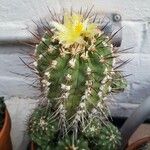 Copiapoa montana Συνήθη χαρακτηριστικά