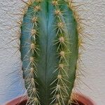 Pilosocereus pachycladus List