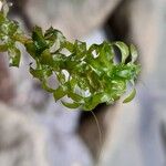 Elodea nuttallii Hoja