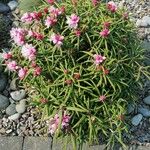 Rhododendron degronianum Habitus