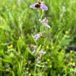 Ophrys apiferaFlor