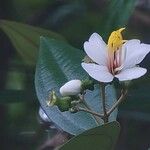 Miconia xalapensis Bloem