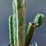 Echinopsis lageniformis Hábito