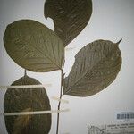 Diplotropis purpurea Otro