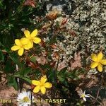 Hypericum australe Habit