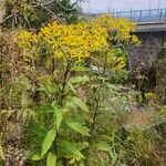 Senecio ovatusLorea