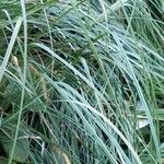 Carex rostrata Blad