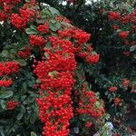 Pyracantha coccinea Fruit