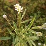 Trifolium strictum Квітка