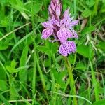 Dactylorhiza maculataFleur