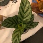 Calathea concinna Leaf