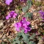 Lunaria annuaപുഷ്പം