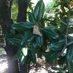 Magnolia grandiflora Lapas