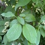 Cornus foemina Leaf