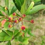 Aronia arbutifolia Fruit
