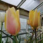 Tulipa spp. ᱵᱟᱦᱟ