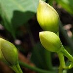 Decalobanthus peltatus Flor