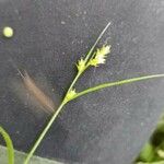 Carex remota Çiçek