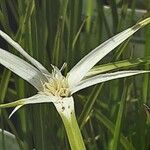 Rhynchospora colorata Blüte