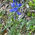 Lupinus angustifolius Hábito