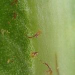 Asplenium africanum Leaf