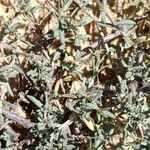 Helianthemum lippii Yaprak