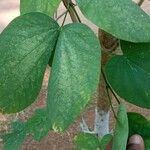 Bauhinia acuminata List