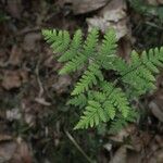 Gymnocarpium dryopteris Folha