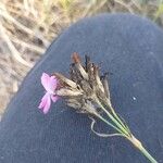 Dianthus borbasii Flor