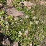 Dryas octopetalaLorea