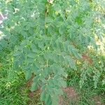 Moringa oleiferaFuelha