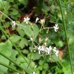 Saxifraga hirsuta Flor