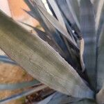 Agave tequilana Leaf