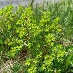 Euphorbia helioscopia Blatt