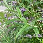 Buddleja alternifolia पत्ता