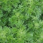 Artemisia absinthium পাতা