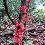 Theobroma speciosum Фрукт