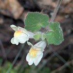 Asarina procumbens Kvet