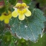 Lindenbergia indica Flower