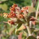 Jamesia americana Fruit