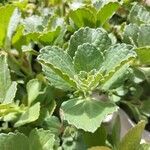 Coleus caninus Leaf