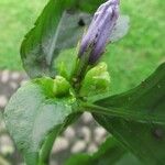 Dischistocalyx thunbergiiflora Flower