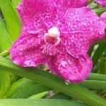 Zygopetalum maculatum Flower