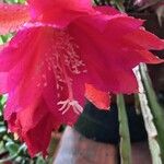 Epiphyllum oxypetalum 花