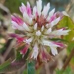 Trifolium vesiculosum Flower