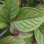 Cotoneaster bullatus 葉