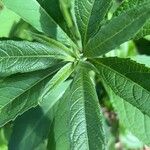Verbesina alternifolia Leaf